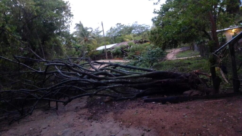 Marquelia Por tormenta cayó un árbol