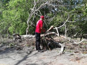 OME Los elementos de Protección Civil retirando el árbol (1)