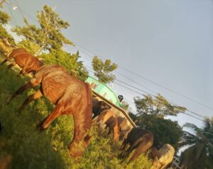 COPALA CABALLOS EN LA CARRETERA (1)