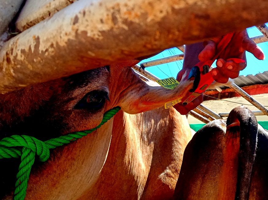 JUCHITÁN ARETADO DE GANADO
