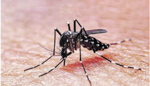 ome dengue