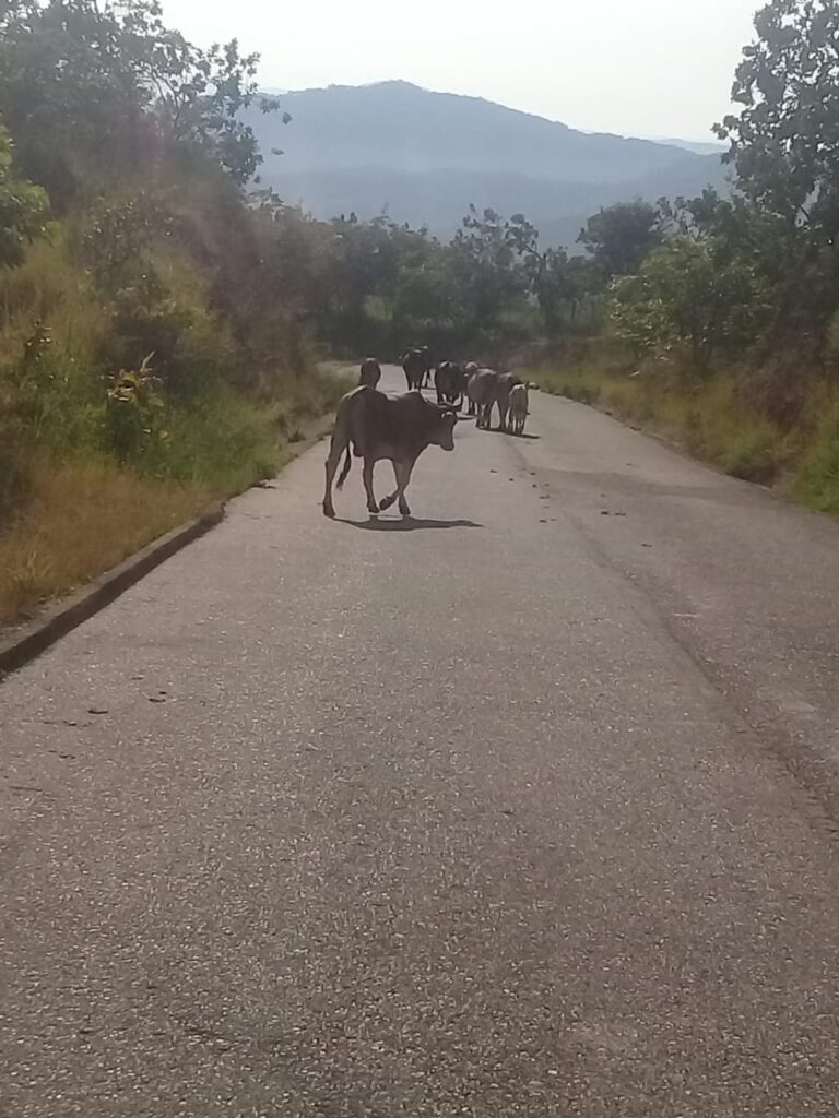SAN LUIS VACAS EN LA CARRETERA (2)