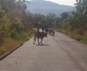SAN LUIS VACAS EN LA CARRETERA (2)
