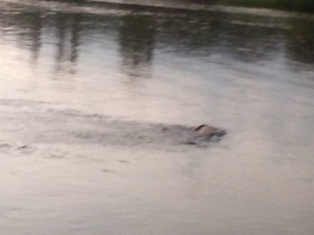 ROJA CUERPO FLOTANDO EN EL RÍO