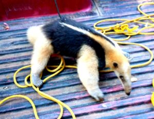 CUAJI OSO HORMIGUERO (1)