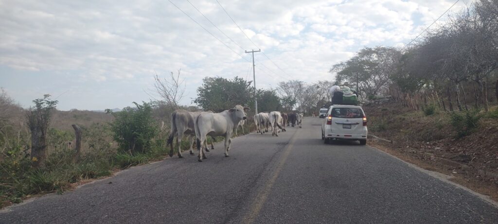 SAN LUIS ANIMALES EN LA CARRETERA