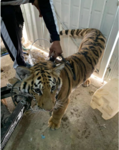 sociales tigre de bengala