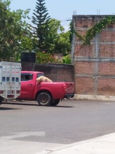 SAN LUIS EL PERRO EN EL RAYO DEL SOL (1)