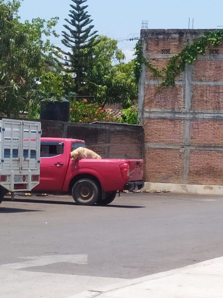 SAN LUIS EL PERRO EN EL RAYO DEL SOL (1)