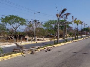 SAN LUIS REMOCION DE PALMERAS (10)