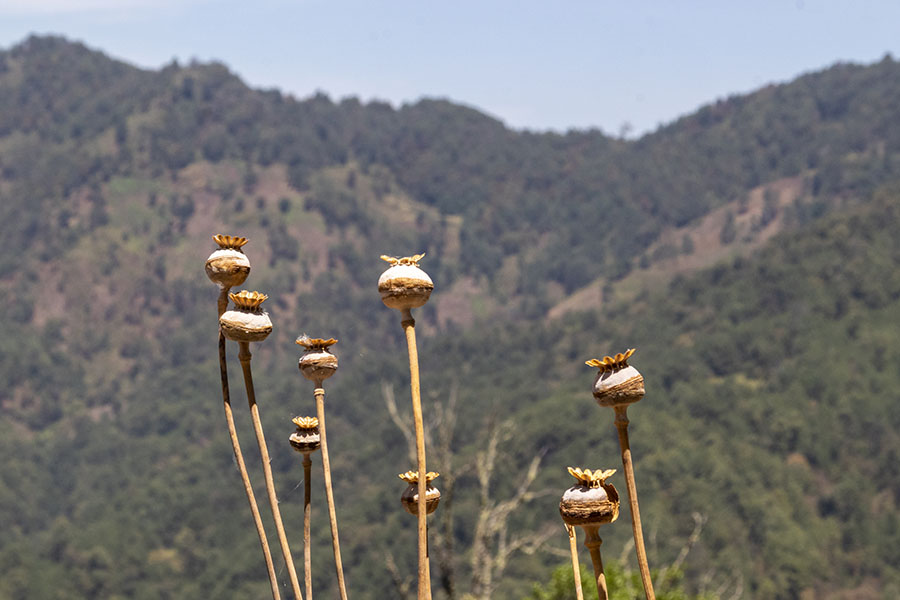estado fumigan amapola