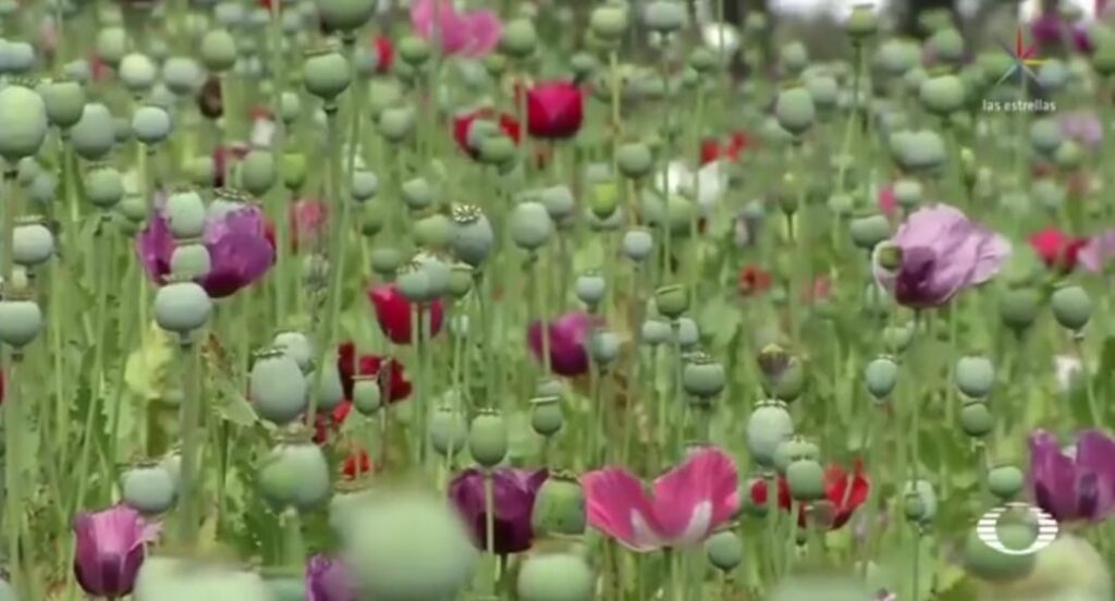 ESTADO AMAPOLA