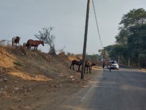 Marquelia Los animales deambulando (1)