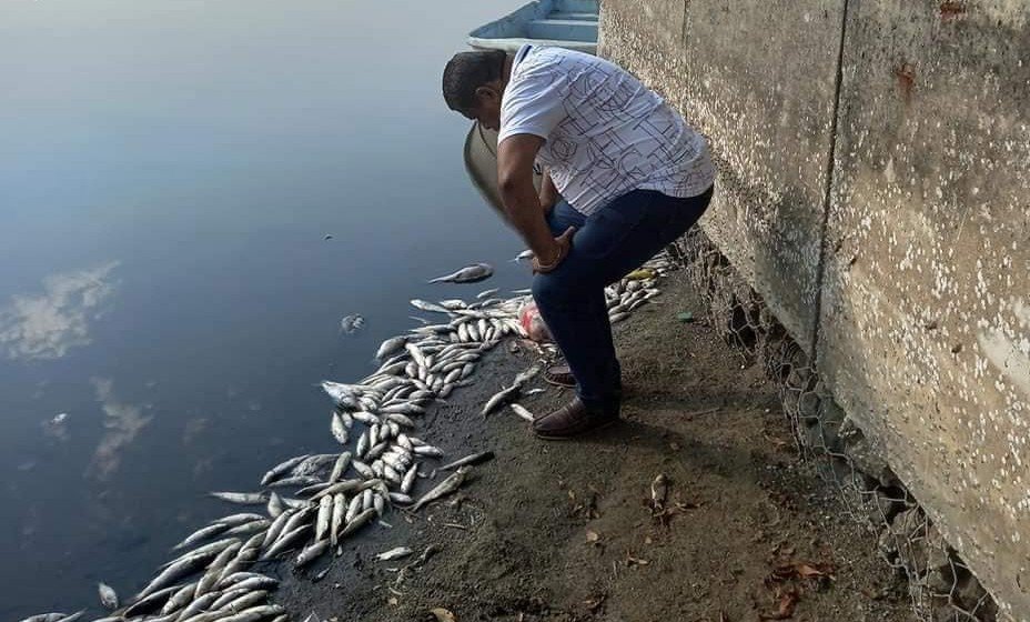 PRINCIPAL MORTANDAD DE PECES