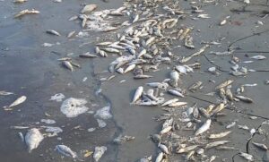 cruz grande peces muertos (3)