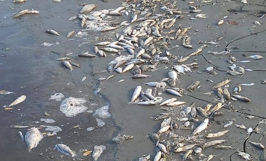 cruz grande peces muertos (3)