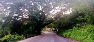 MARQUELIA ÁRBOL DE PAROTA (2)