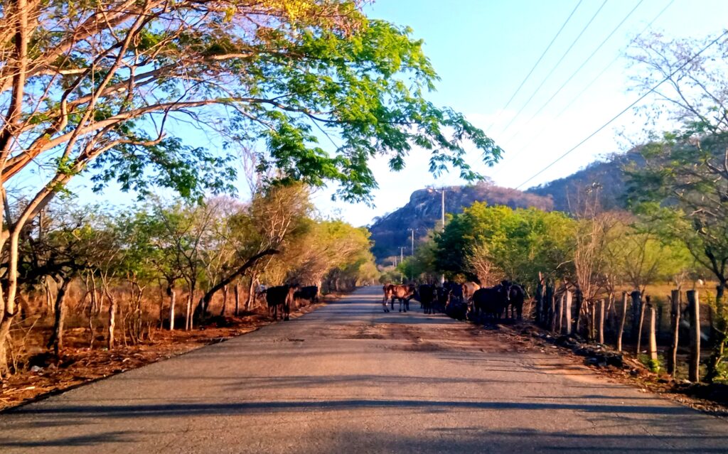 MARQUELIA GANADO DEAMBULANDO SOBRE LA CARRETERA