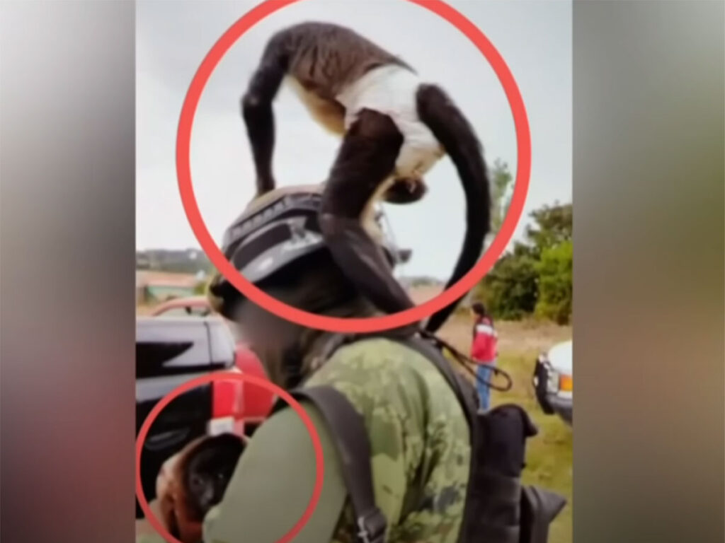 ROJA LA MASCOTA AUN CON VIDA