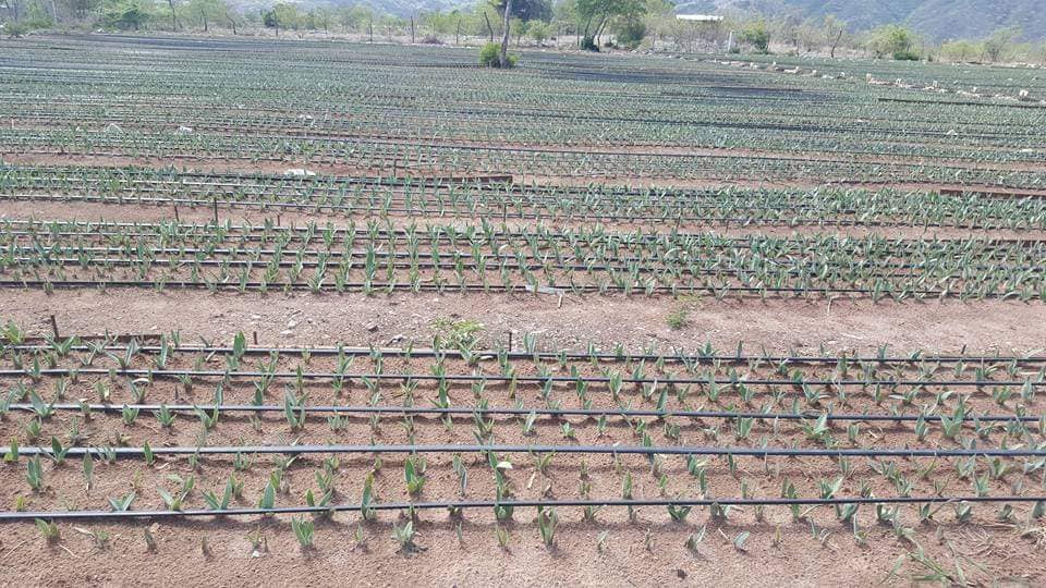 estado mezcaleros (3)