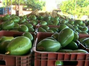 ESTADO AGUACATEROS DE GUERRERO