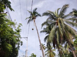 Marquelia Las palmas que se derramaron (1)