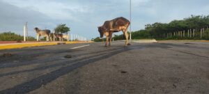 COPALA Burros y vacas deambulan en la carretera (2)