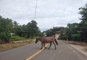 MARQUELIA ANIMALES (1)