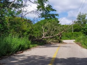 MARQUELIA ARBOL CAIDO (2)