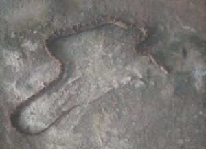 Marquelia Serpientes salen de los terrenos