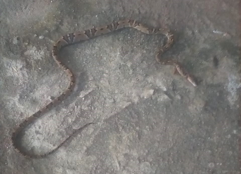 Marquelia Serpientes salen de los terrenos