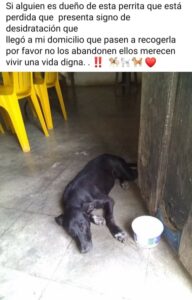 SAN LUIS PERRO ENVENENADO (1)