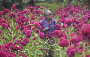 ESTADO FLORES MUERTOS
