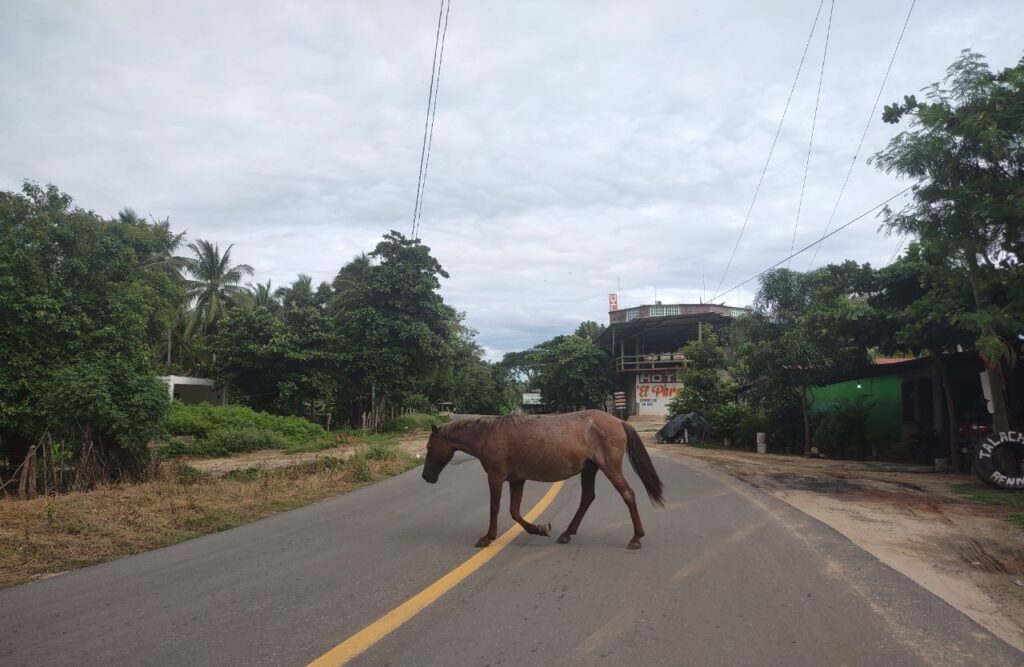 Marquelia Animales sueltos a punto de provocar accidentes
