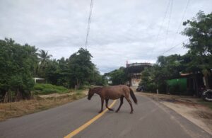 Marquelia Animales sueltos a punto de provocar accidentes