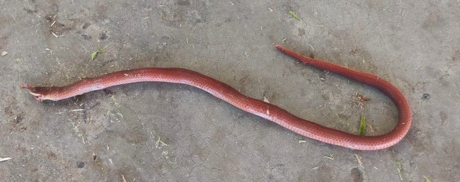 Marquelia Matan serpientes venenosas