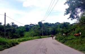 SAN LUIS GANADO SUELTO (2)
