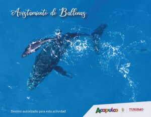 sociales ballenas