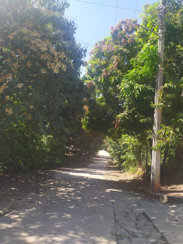 SAN LUIS PREDIOS CON ABUNDANTE MALEZA (3)