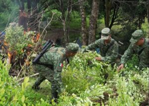 ESTADO CULTIVOS DE COCA EN GUERRERO
