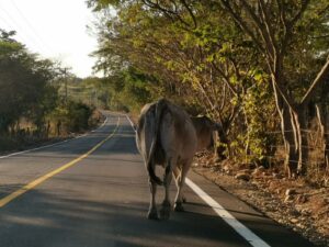 MARQUELIA GANADO SUELTO