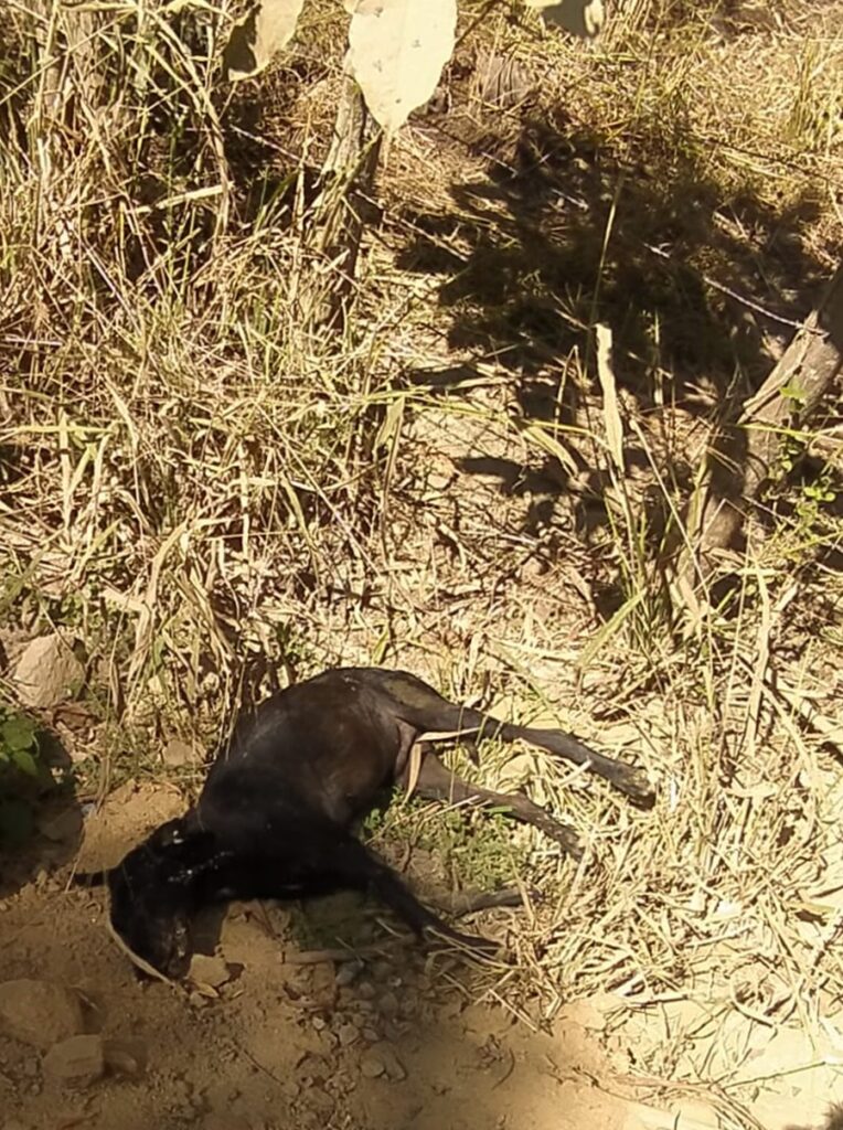 Marquelia Perros envenenados (2)