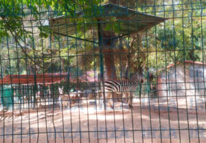 SOCIALES ZOOCHILPAN (3)