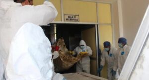 roja panteon forense 2