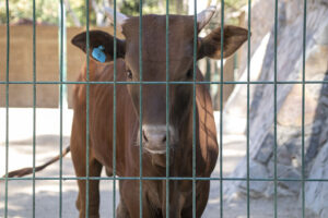 sociales ZOOCHILPAN