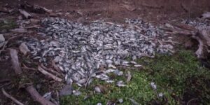 sociales presa del gallo (2)