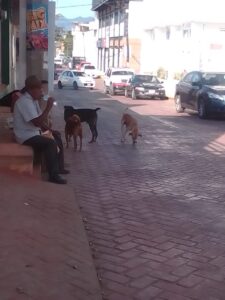SAN LUIS PERROS CALLEJEROS