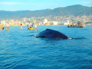 SOCIALES AVITAMIENTO BALLENAS