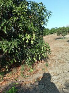 MARQUELIA ROBO DE MANGO