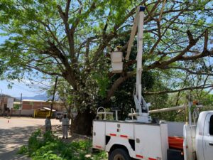 OME El personal podando los arboles (2)